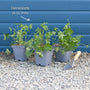 Geranium 'Blushing Turtle' Perennial Bedding