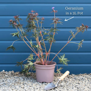 Geranium 'Rozanne' Perennial Bedding
