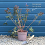 Geranium 'Rozanne' Perennial Bedding