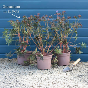 Geranium 'Rozanne' Perennial Bedding
