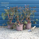 Geranium 'Rozanne' Perennial Bedding