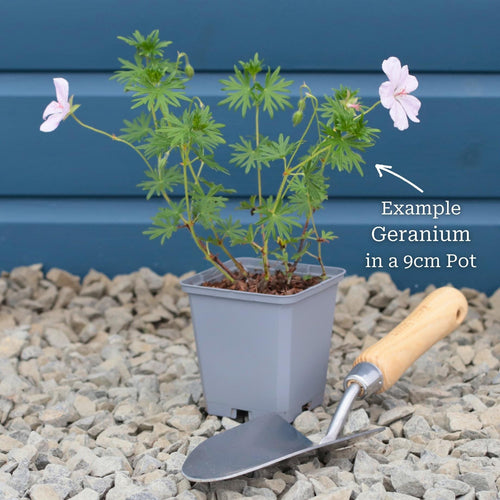 Geranium 'Rozanne' Perennial Bedding
