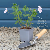 Geranium 'Rozanne' Perennial Bedding