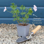 Geranium 'Rozanne' Perennial Bedding
