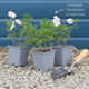 Geranium 'Rozanne' Perennial Bedding