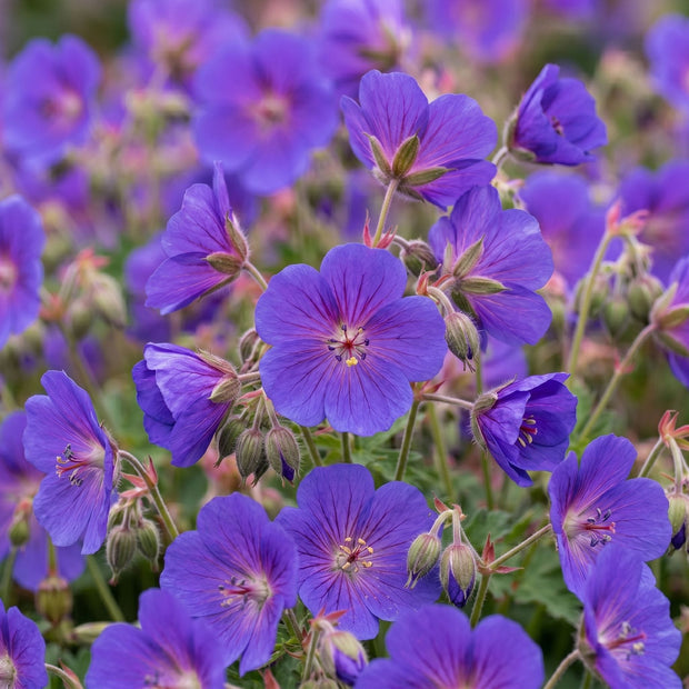 Geranium 'Bloom Me Away' Perennial Bedding