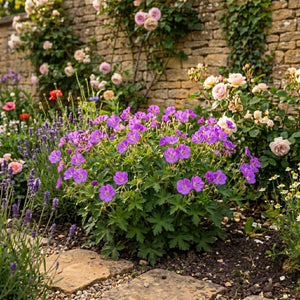 Geranium 'Bloom Me Away' Perennial Bedding