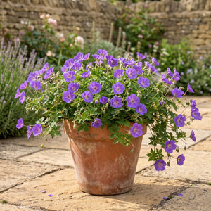 Geranium 'Bloom Me Away' Perennial Bedding