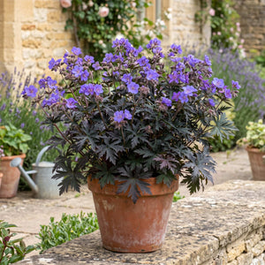 Geranium 'Storm Cloud' Perennial Bedding