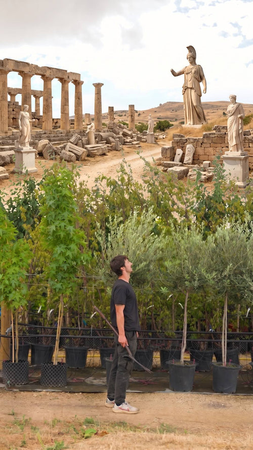 Get some Greek in your garden!