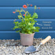 Geum 'Flames of Passion' Perennial Bedding