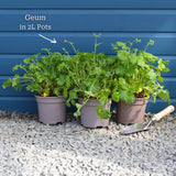 Geum 'Tequila Sunrise' Perennial Bedding