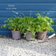 Geum 'Tequila Sunrise' Perennial Bedding