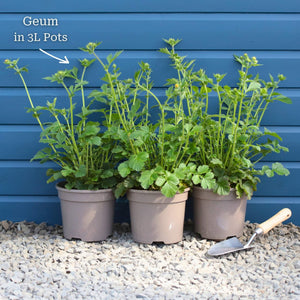 Geum 'Lady Stratheden' Perennial Bedding