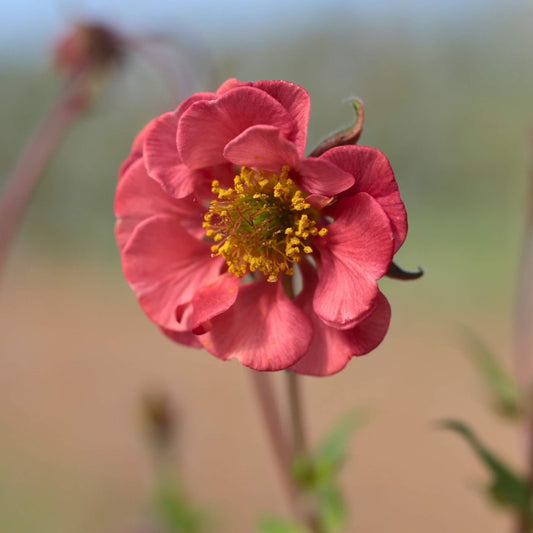 Geum 'Flames of Passion' Perennial Bedding