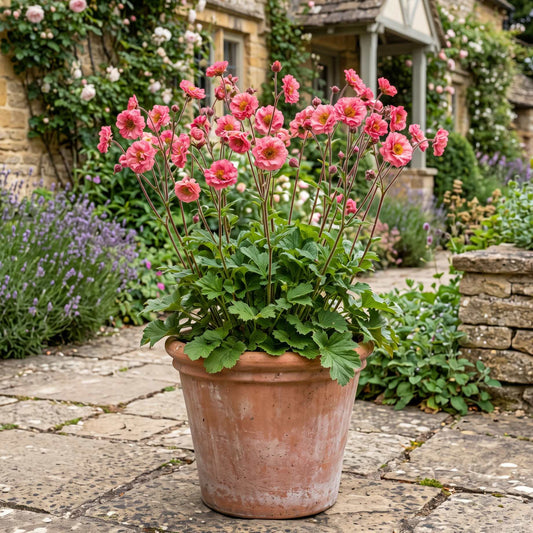 Geum 'Pink Petticoats' Perennial Bedding