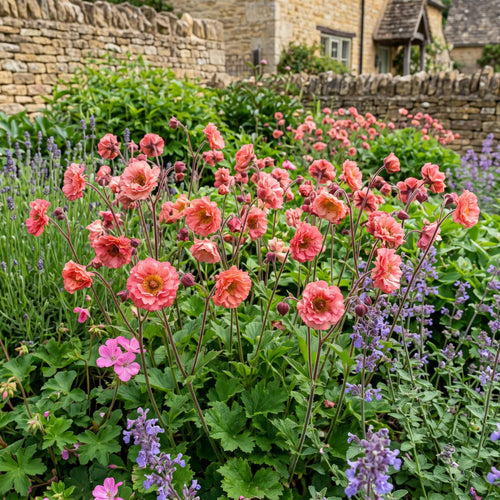 Geum 'Pink Petticoats' Perennial Bedding