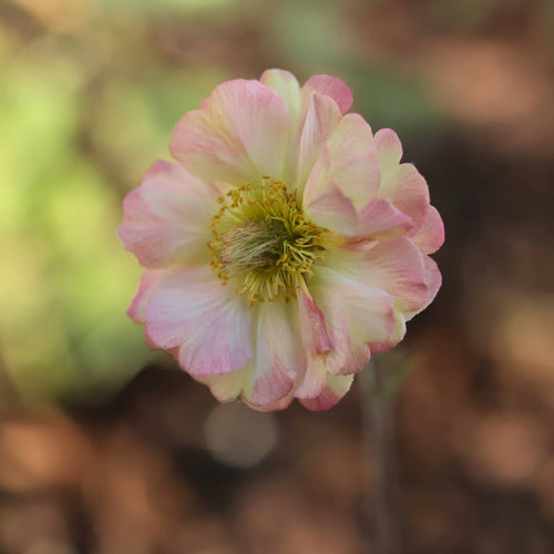 Geum 'Pretticoats Peach' Perennial Bedding