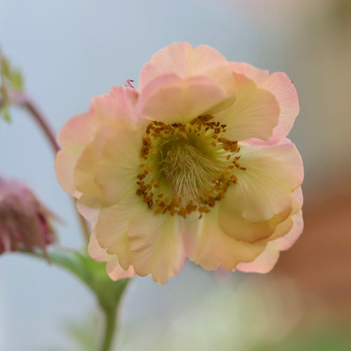 Geum 'Pretticoats Peach' Perennial Bedding