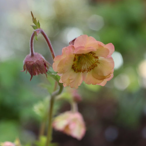Geum 'Pretticoats Peach' Perennial Bedding