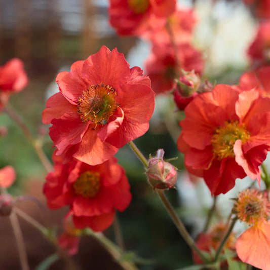 Geum 'Scarlet Tempest' Perennial Bedding