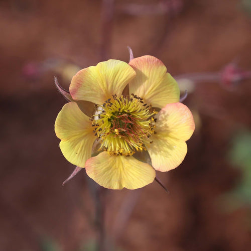 Geum 'Tequila Sunrise' Perennial Bedding