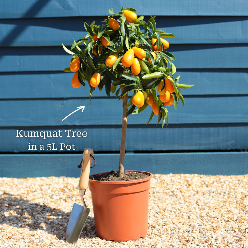 Giant Kumquat Patio Tree Trained Fruit Trees