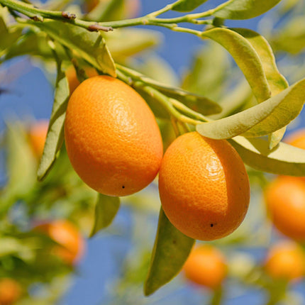 Patio Giant Kumquat Tree Trained Fruit Trees
