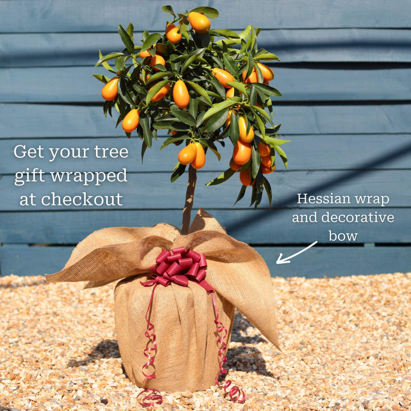 Giant Kumquat Patio Tree Trained Fruit Trees