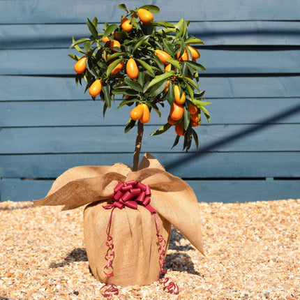 Giant Kumquat Patio Tree Trained Fruit Trees