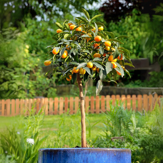 Giant Kumquat Patio Tree Trained Fruit Trees