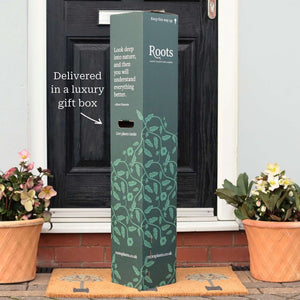 Pink Blueberry Bush Gift Gift Option