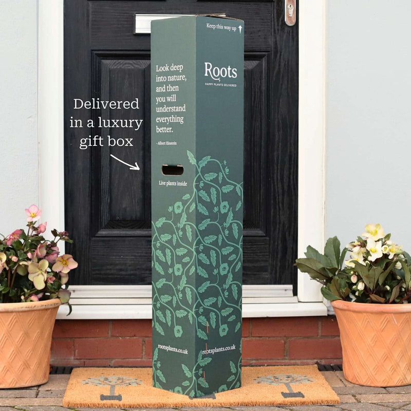 Pink Blueberry Bush Gift Gift Option