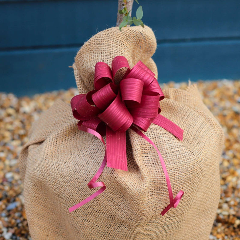 Gift Wrap Gift Option