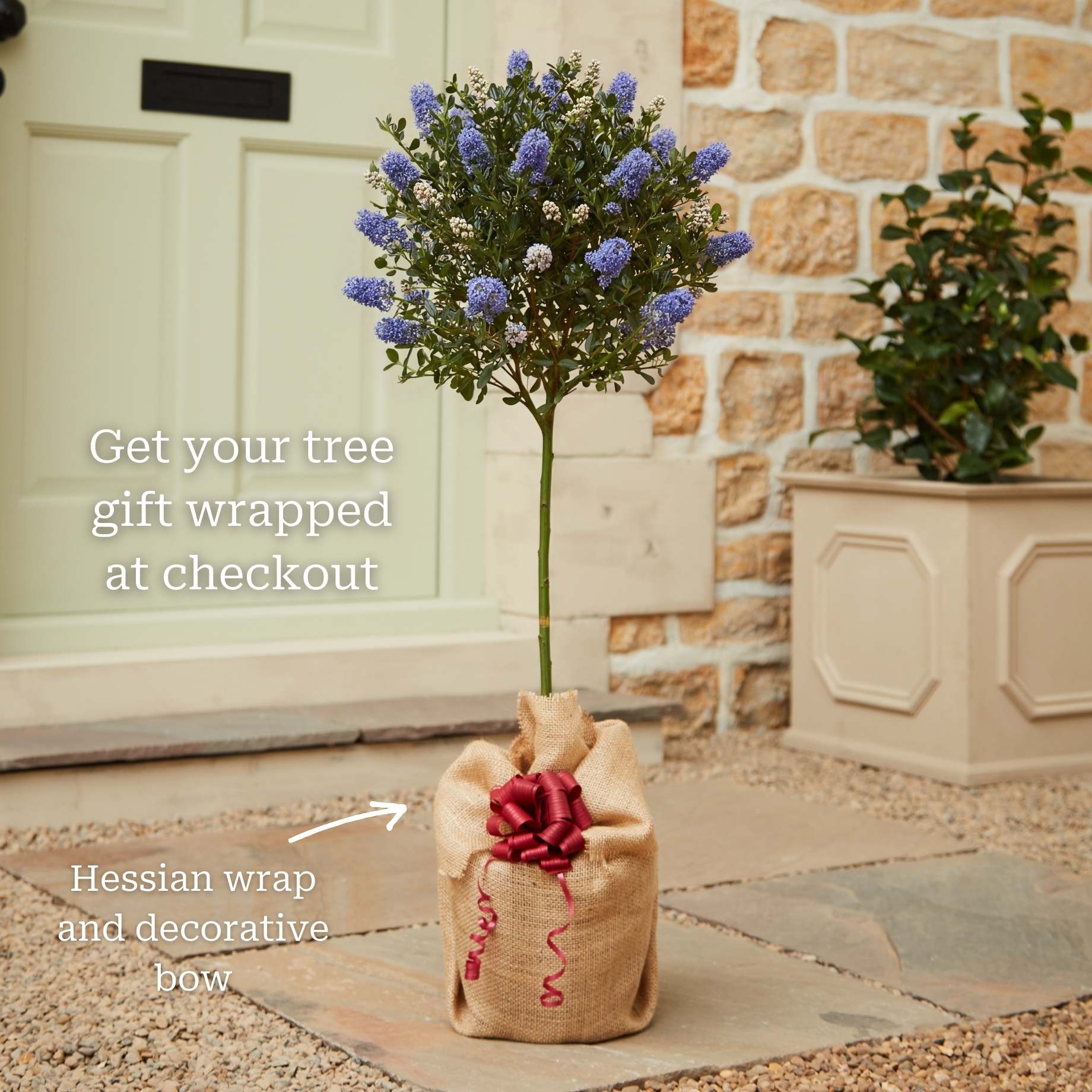 Lilac Tree Roots Patio Californian Lilac Tree | Ceanothus 'Victoria' – Roots Plants