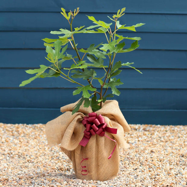 Fig Tree Gift Gift Option