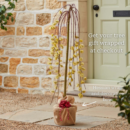 'Kilmarnock' Dwarf Weeping Willow Tree | Salix caprea Ornamental Trees