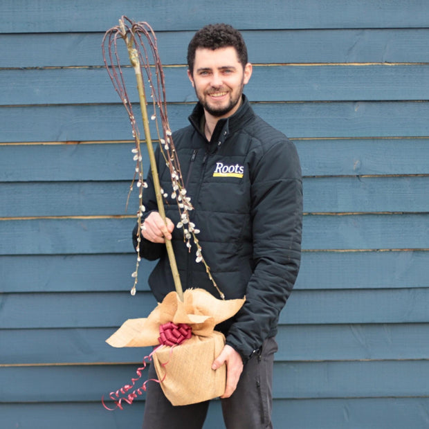 Dwarf Weeping Willow Tree Gift Gift Option