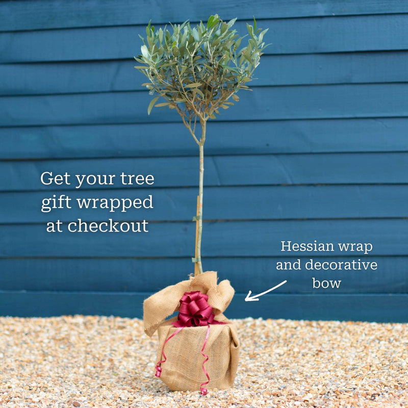 Patio Olive Tree | Olea europaea Ornamental Trees
