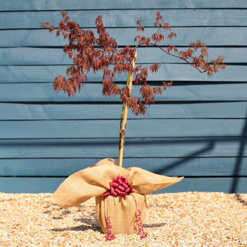 Patio Acer Tree Gift Gift Option
