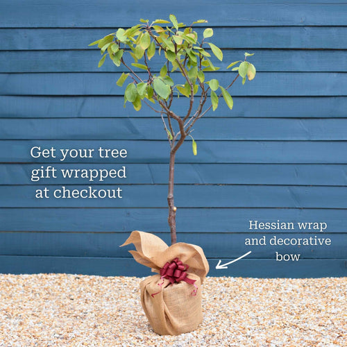 'Victoria' Patio Plum Tree Trained Fruit Trees