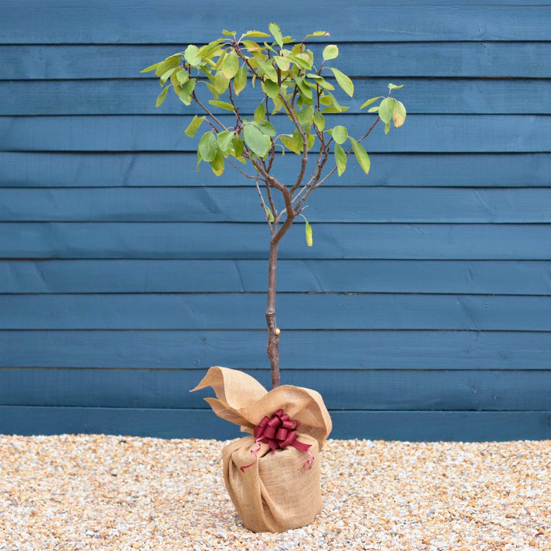 Patio Plum Tree Gift Gift Option