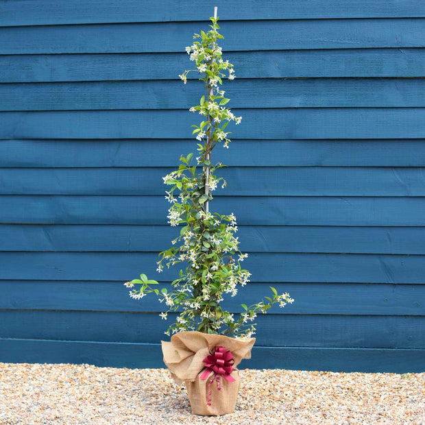 Star Jasmine Gift Gift Option