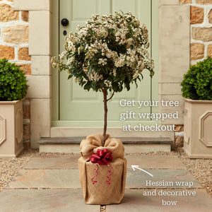 Patio Viburnum Tree | Viburnum tinus 'Eve Price' Ornamental Trees
