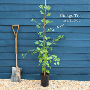 Ginkgo Biloba | Maidenhair Tree Ornamental Trees