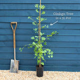 Ginkgo Biloba | Maidenhair Tree Ornamental Trees