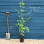 Ginkgo Biloba | Maidenhair Tree Ornamental Trees