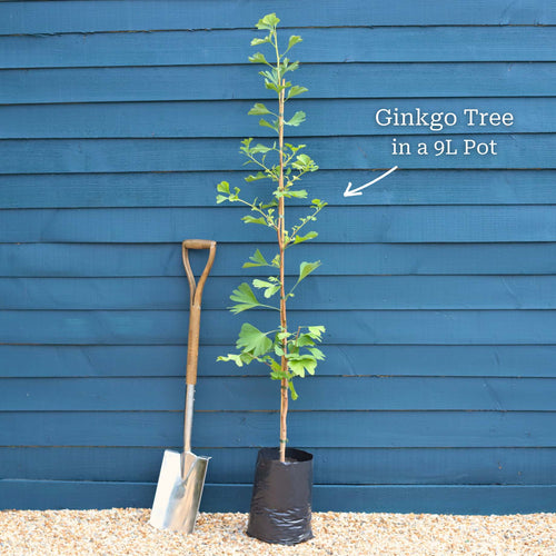 Ginkgo Biloba | Maidenhair Tree Ornamental Trees