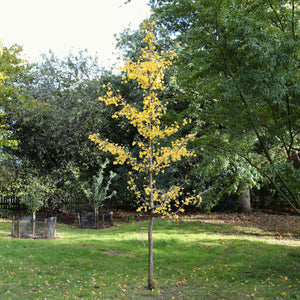 Ginkgo Biloba | Maidenhair Tree Ornamental Trees