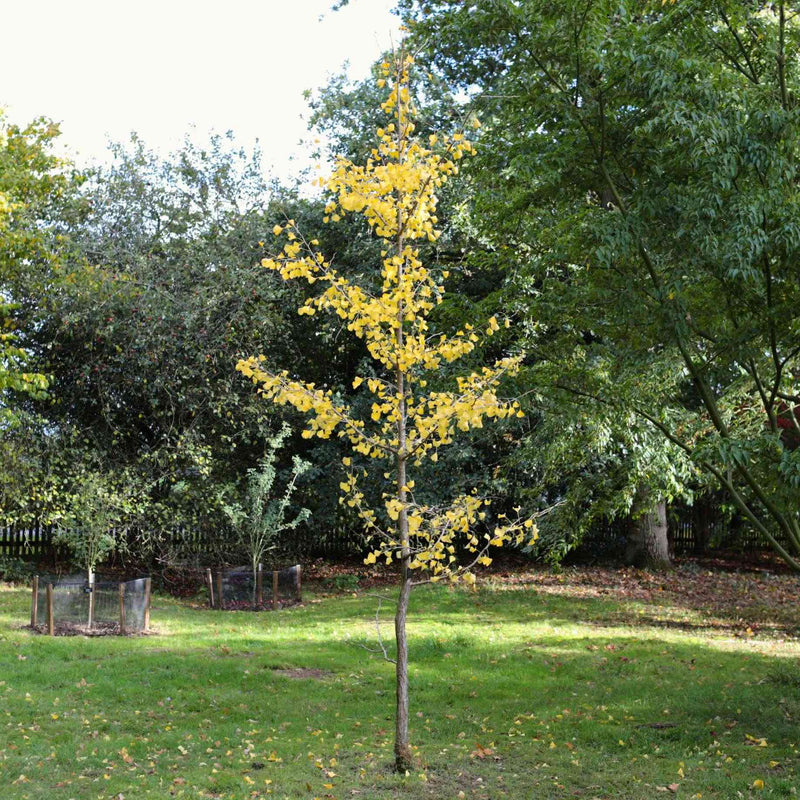 Ginkgo Biloba | Maidenhair Tree Ornamental Trees